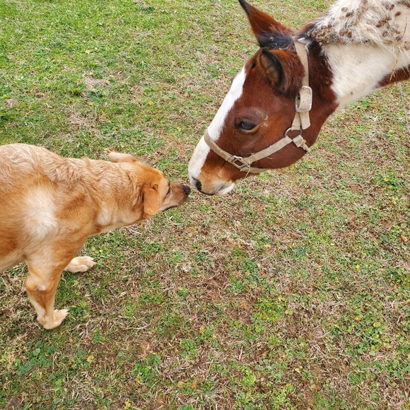 Meet your Posher, George - Picture 1 of 1